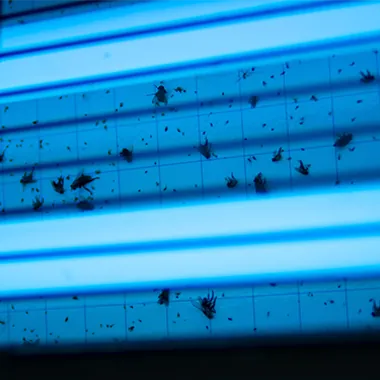 Insectenlampen met kleefplaten