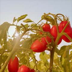 Rosso Gargano, zongerijpte tomaten recht uit het zuiden